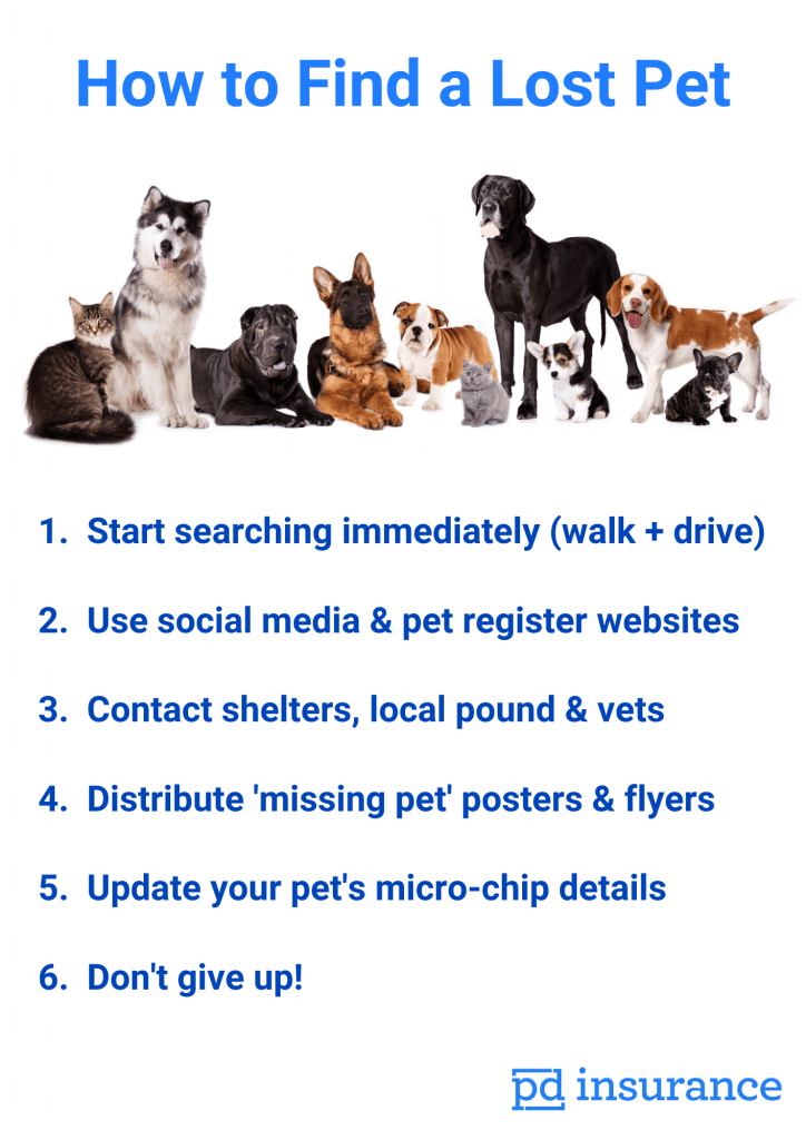 How To Find Lost Pets   PD Insurance