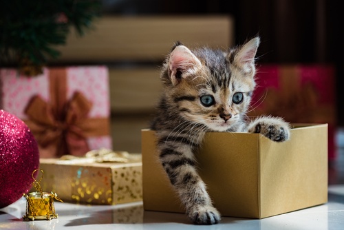 Christmas Cat Toys Your Kitty Will Love - PD Insurance