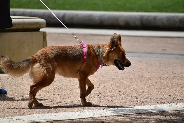 step 1 of leash walking: teach your dog to follow pressure, not resist