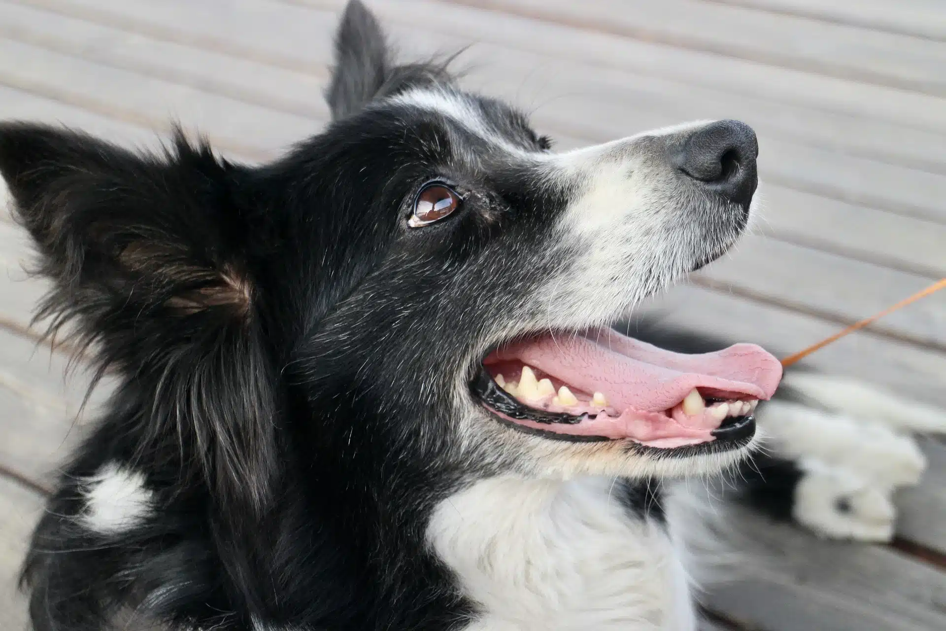 How To Care For Border Collies