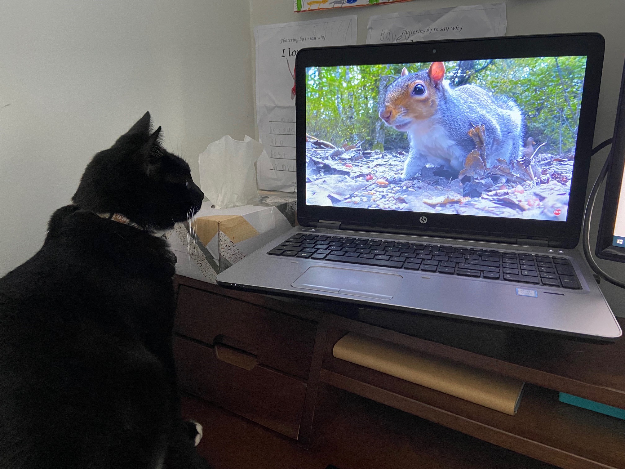Cat TV Lovers Does Your Cat Watch TV No.04 Au 