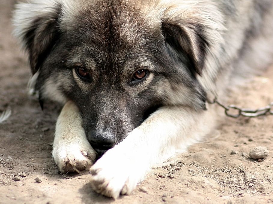 how do you tell if a dog has been neglected