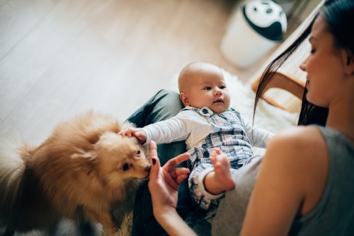 how do you introduce a dog to a baby