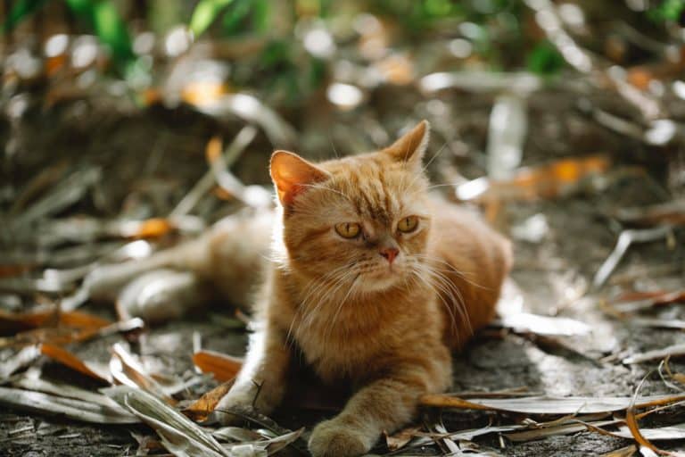 are-all-ginger-cats-male-find-out-here-pd-insurance