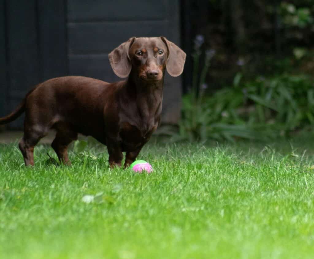 how common is ivdd in dachshunds