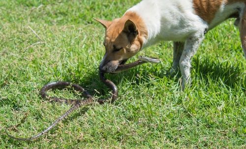 can a rattlesnake kill a dog