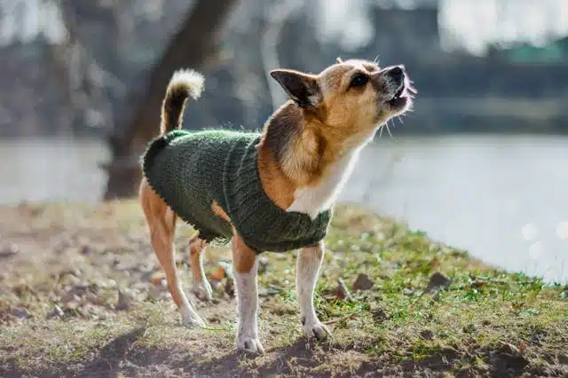 Barking basics dog hoodie best sale