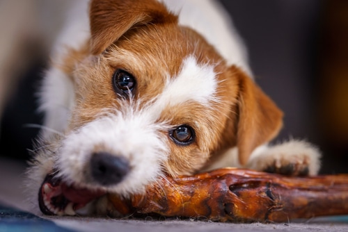 can dogs eat pork cartilage