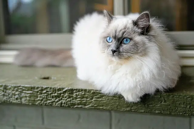The Ragdoll Cat: The Cuddly, Rare Cat Breed - PD Insurance