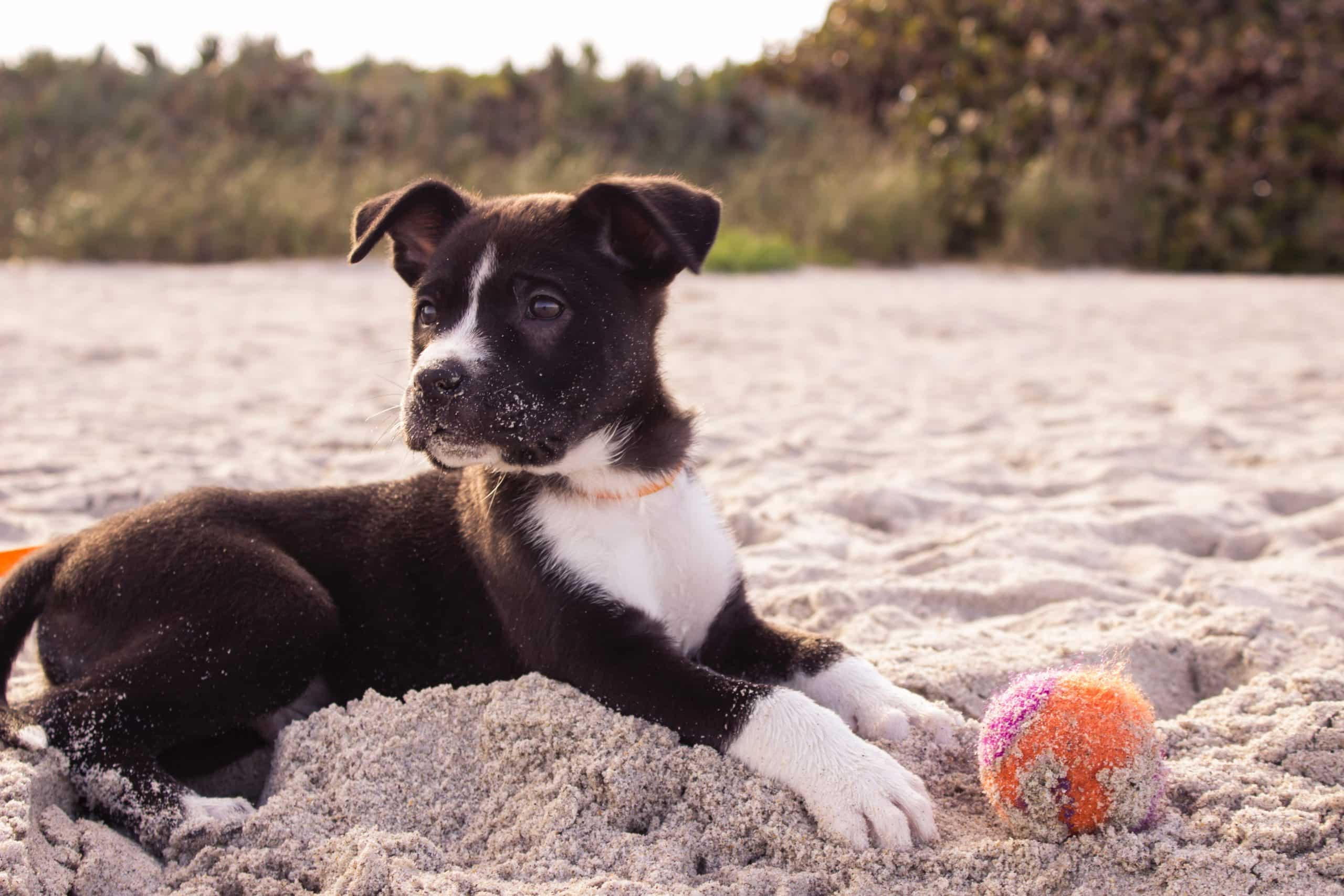 how do you know if your dog has sunburn