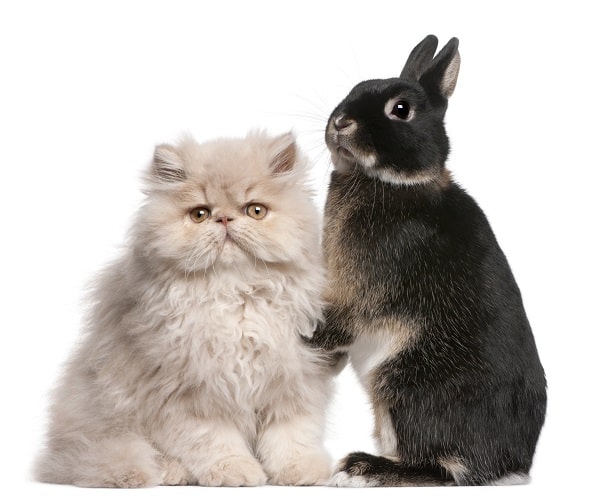 Rabbit cat deals