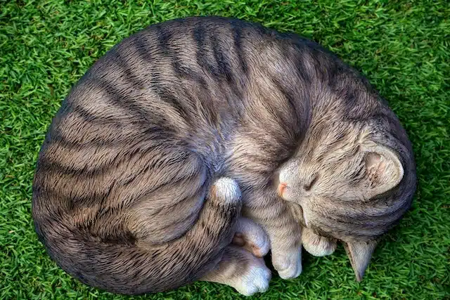 What Are the 5 Types of Tabby Cats? A Breakdown of Tabby Cat Breeds