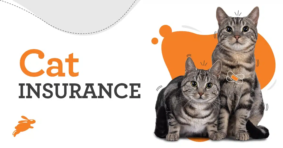 Cat Insurance Australia | Save on Pet Insurance - PD Insurance