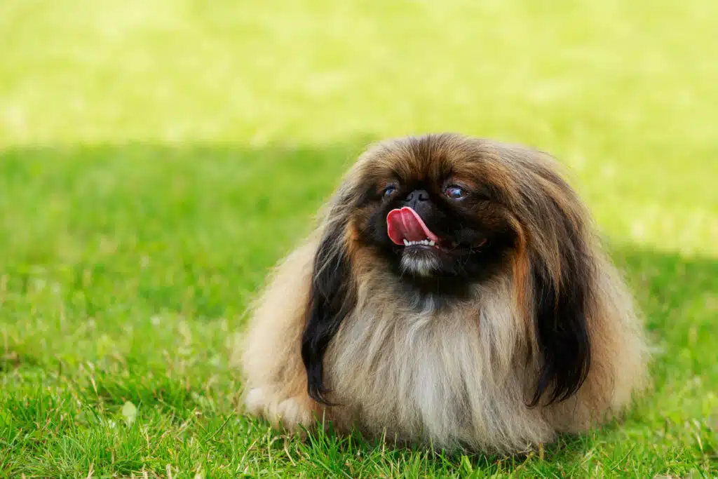 Pekingese Dog Meet the Adorable Lion Dog PD Insurance